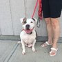 All Star Dog Trainers
