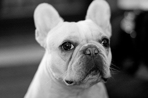 K9 Couture Image