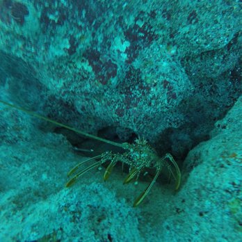 Diving Cenotes Tulum - Scuba Diving Near Me - Tulum, ROO