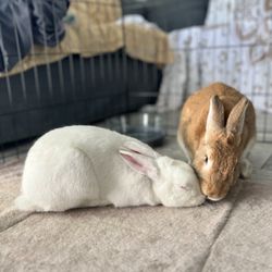 Napa Bunnies - My happily bonded (vaccinated & fixed) pair
