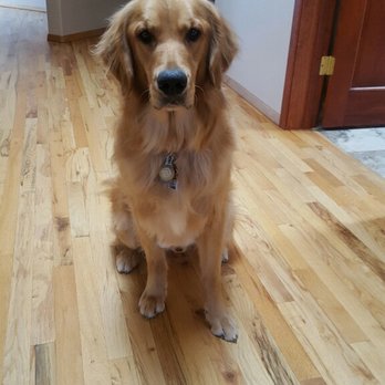 Barks & Bubbles - Jackson Brown after grooming from Barks & Bubbles. - Pet Groomers Near Me - Santa Fe, New Mexico