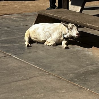 Phoenix Zoo - Baaaaaaaa - Zoos Near Me - Phoenix, Arizona Phoenix Zoo - Baaaaaaaa - Zoos Near Me - Phoenix, Arizona