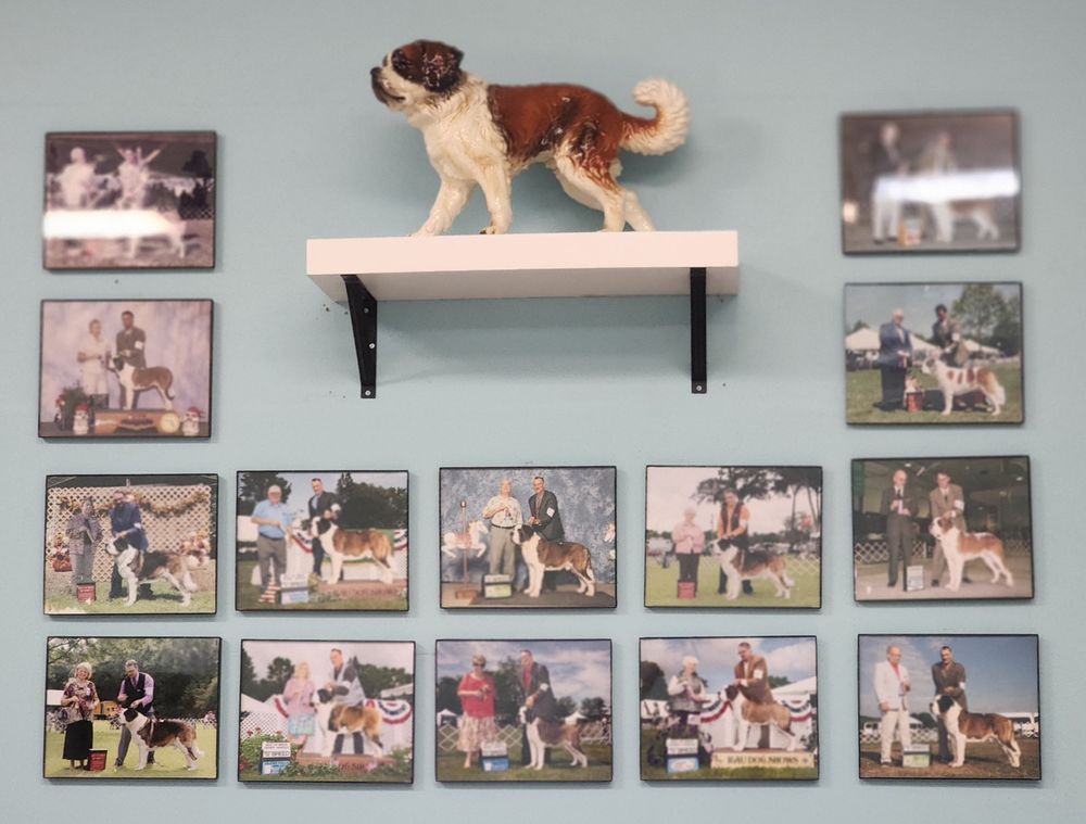 Puppy Avenue Image