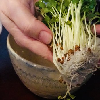 Feast At 316 - Micro greens! - Steakhouses Near Me - Camas, Washington Feast At 316 - Micro greens! - Steakhouses Near Me - Camas, Washington