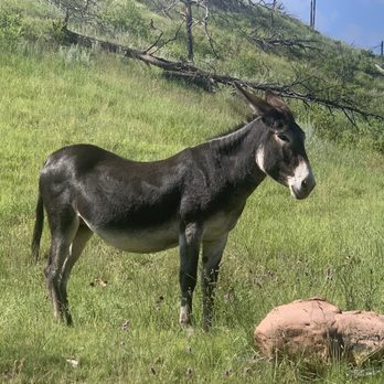 Custer State Park - Parks Near Me - Custer, South Dakota