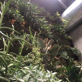 Cafe Topes - Live plants inside the restaurant as part of their decor.  I like that. - Coffee & Tea Near Me - Carlsbad, California
