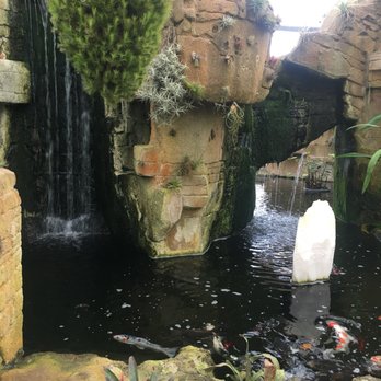 Rainforest Flora - Koi pond with waterfall - Nurseries & Gardening Near Me - Torrance, California Rainforest Flora - Koi pond with waterfall - Nurseries & Gardening Near Me - Torrance, California