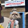 Photo of Tails A Waggin