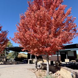 Centennial Park
