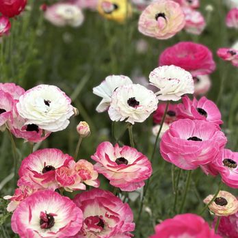 The Flower Fields - Venues & Event Spaces Near Me - Carlsbad, California The Flower Fields - Venues & Event Spaces Near Me - Carlsbad, California