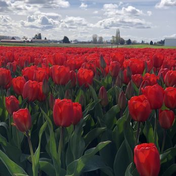 Roozengaarde Display Garden & Store - Florists Near Me - Mount Vernon, Washington Roozengaarde Display Garden & Store - Florists Near Me - Mount Vernon, Washington