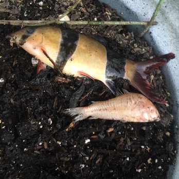 Petco - My fish that died - Pet Training Near Me - Murrieta, California Petco - My fish that died - Pet Training Near Me - Murrieta, California