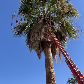 Rabago’s Handyman and Maintenance - Before trimming palm tree - Handyman Near Me Rabago’s Handyman and Maintenance - Before trimming palm tree - Handyman Near Me