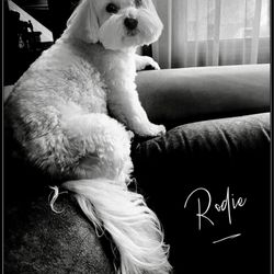 Beautyfur Dog Grooming - Rodie