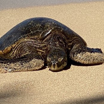 Paia Inn - Oops here she is dropping in to say hi. - Hotels Near Me - Paia, Hawaii