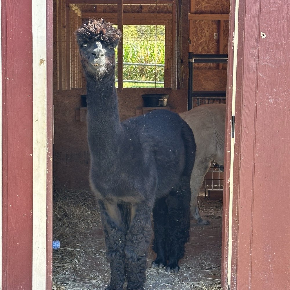 Ritter's Cider Mill - Alpaca - Fruits & Veggies Near Me - Mt Cobb, Pennsylvania Ritter's Cider Mill - Alpaca - Fruits & Veggies Near Me - Mt Cobb, Pennsylvania