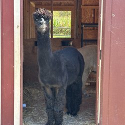 Alpaca