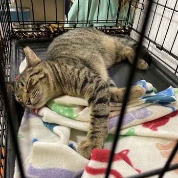 PetSmart - Kittens for sale! Get your warm kittens, here - Pet Training Near Me - Oviedo, Florida PetSmart - Kittens for sale! Get your warm kittens, here - Pet Training Near Me - Oviedo, Florida