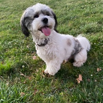 Pampered Paws - Pet Groomers Near Me - Carmichael, California Pampered Paws - Pet Groomers Near Me - Carmichael, California