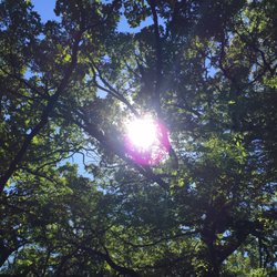 Grant Woods Forest Preserve - Gorgeous!
