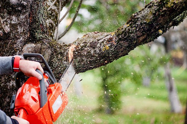 Tones Yard Clean Up And Maintenance - tree service in Cleveland, OH