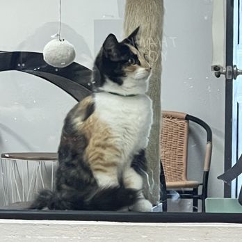 Pawsific Northwest Cat Cafe - Coffee & Tea Near Me - Olympia, Washington