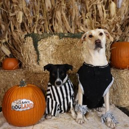 Halloween photo!