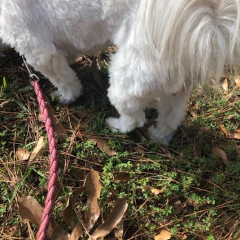 Bark City - Legs and paws were horrible - Pet Groomers Near Me - Baton Rouge, Louisiana