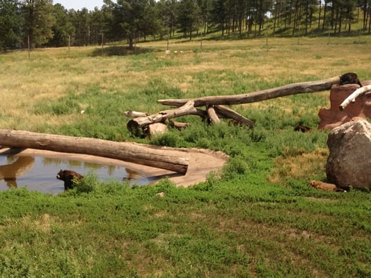 Bear Country USA by null