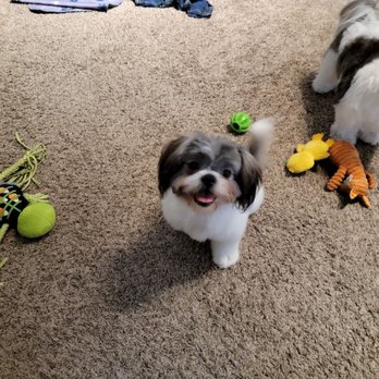 Dallas Mobile Pet Spaw - Diane - Pet Groomers Near Me Dallas Mobile Pet Spaw - Diane - Pet Groomers Near Me