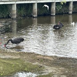 Rotorua War Memorial Park - Black swans on the water