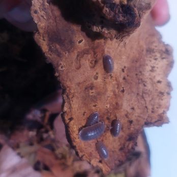 Wild Things - Another isopod breeding - Reptile Shops Near Me - Las Vegas, Nevada