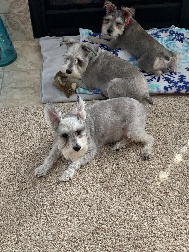 BURLINGTON PET HOSPITAL 2492 Burlington Pike, Burlington, Kentucky