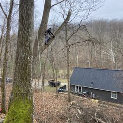 D&D Tree Solutions