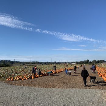 Carpinito Brothers Pumpkin Patch - Farmers Market Near Me - Kent, Washington Carpinito Brothers Pumpkin Patch - Farmers Market Near Me - Kent, Washington