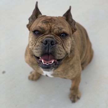 Good Dog Ranch - Pet Sitting Near Me Good Dog Ranch - Pet Sitting Near Me
