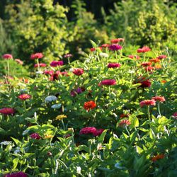 North Fork Flower Farm