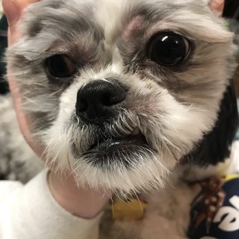 Good Dog Pet Grooming - Pet Groomers Near Me - Hastings, Minnesota Good Dog Pet Grooming - Pet Groomers Near Me - Hastings, Minnesota