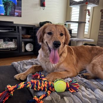 IQ K9 Training - Pet Training Near Me - Valley Center, California