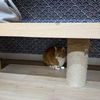 Kokoro Cat Cafe - Themed Cafes Near Me - Queens, New York Kokoro Cat Cafe - Themed Cafes Near Me - Queens, New York