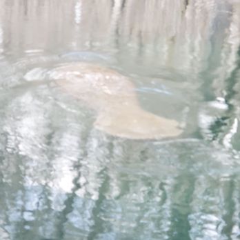Captain Tom's Custom Charters - Manatees came up all around the boat. - Boat Charters Near Me - Silver Springs, Florida Captain Tom's Custom Charters - Manatees came up all around the boat. - Boat Charters Near Me - Silver Springs, Florida