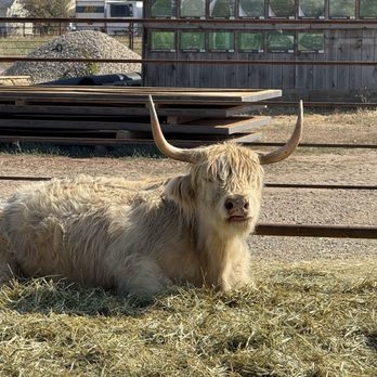 Lowe Family Farmstead - Highland cow - Festivals Near Me - Kuna, Idaho Lowe Family Farmstead - Highland cow - Festivals Near Me - Kuna, Idaho