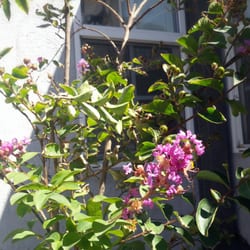 Bonita Nursery & Florists - Baby Crape Myrtle Tree