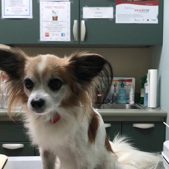 CarePlus Veterinary Clinic - Veterinarians Near Me - Ocoee, Florida CarePlus Veterinary Clinic - Veterinarians Near Me - Ocoee, Florida