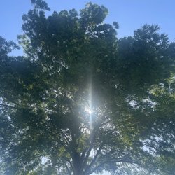 Brentwood Park