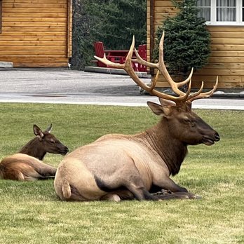 Jasper House Bungalows - Hotels Near Me - Jasper, Alberta Jasper House Bungalows - Hotels Near Me - Jasper, Alberta
