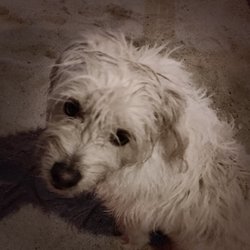 Punta de Mercedes - Neptune, the surfing dog!