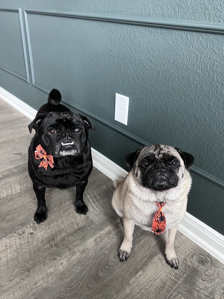 WAGGIN TRAILS & FLUFFY TAILS GROOMING Updated September 2024 19