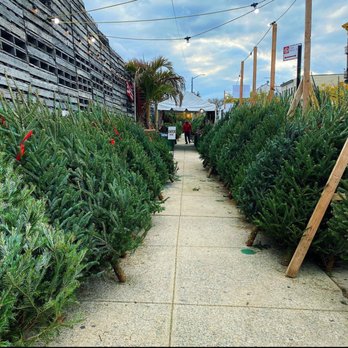 Greg's Trees - McCarren Park - Christmas Trees Near Me - Brooklyn, New York