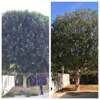 Green Earth Landscapes and Tree Service - Tree Services Near Me - Upland , California Green Earth Landscapes and Tree Service - Tree Services Near Me - Upland , California